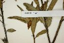 Agarista oleifolia image