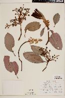 Arbutus glandulosa image