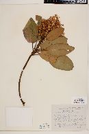 Arbutus glandulosa image