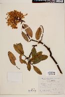 Arbutus glandulosa image