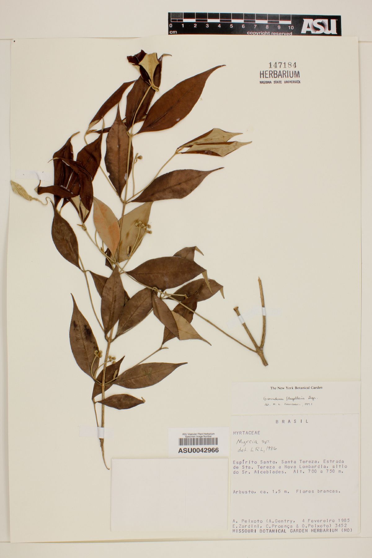 Gomidesia flagellaris image