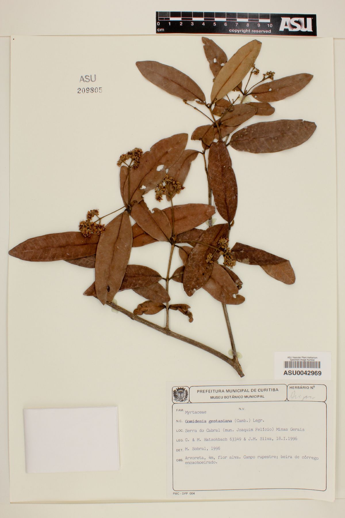 Gomidesia gestasiana image