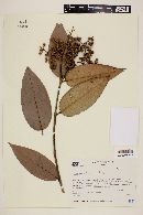 Gomidesia lindeniana image