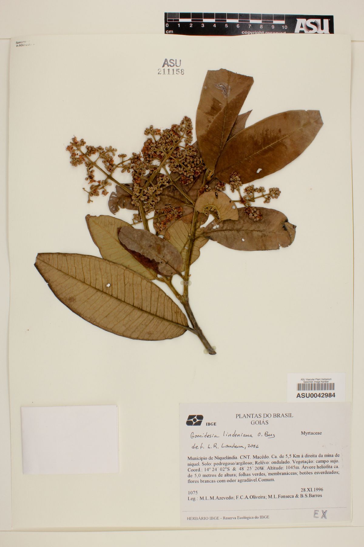 Gomidesia lindeniana image