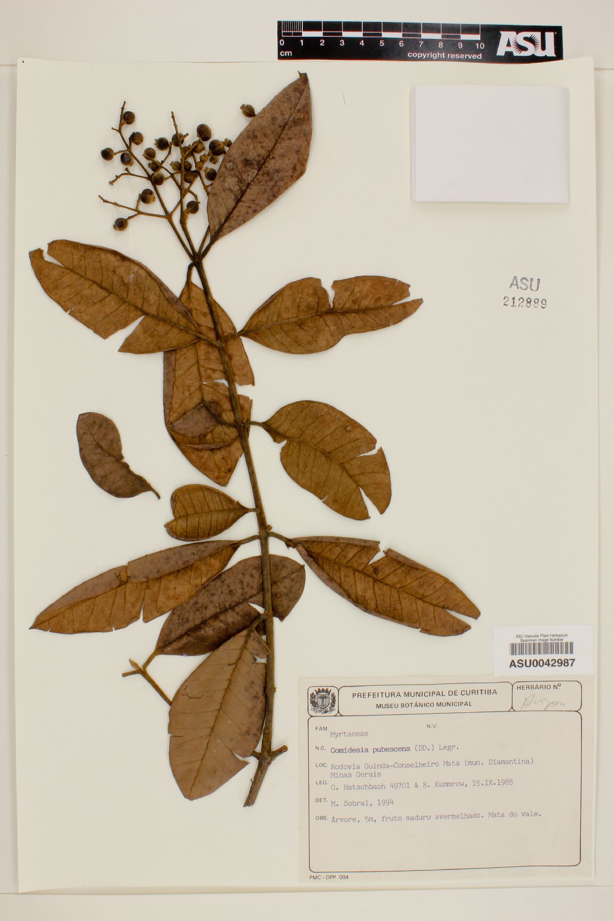 Gomidesia pubescens image