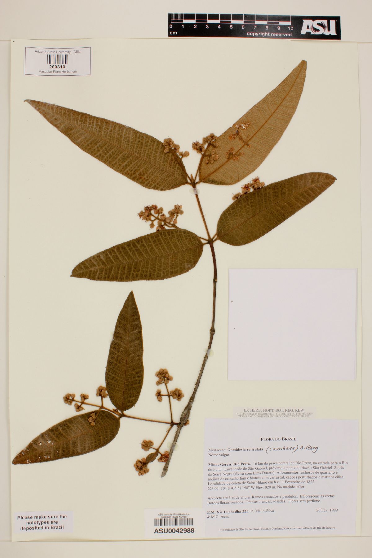 Gomidesia reticulata image
