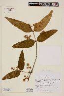 Image of Gomidesia reticulata