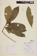 Gomidesia spectabilis image