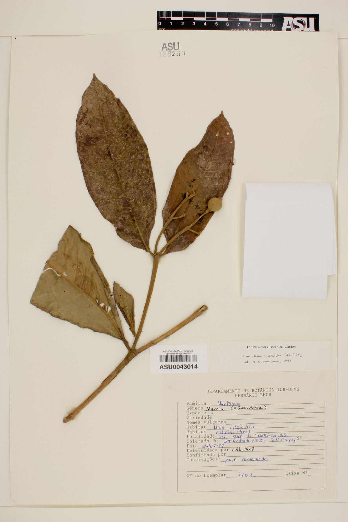 Gomidesia spectabilis image