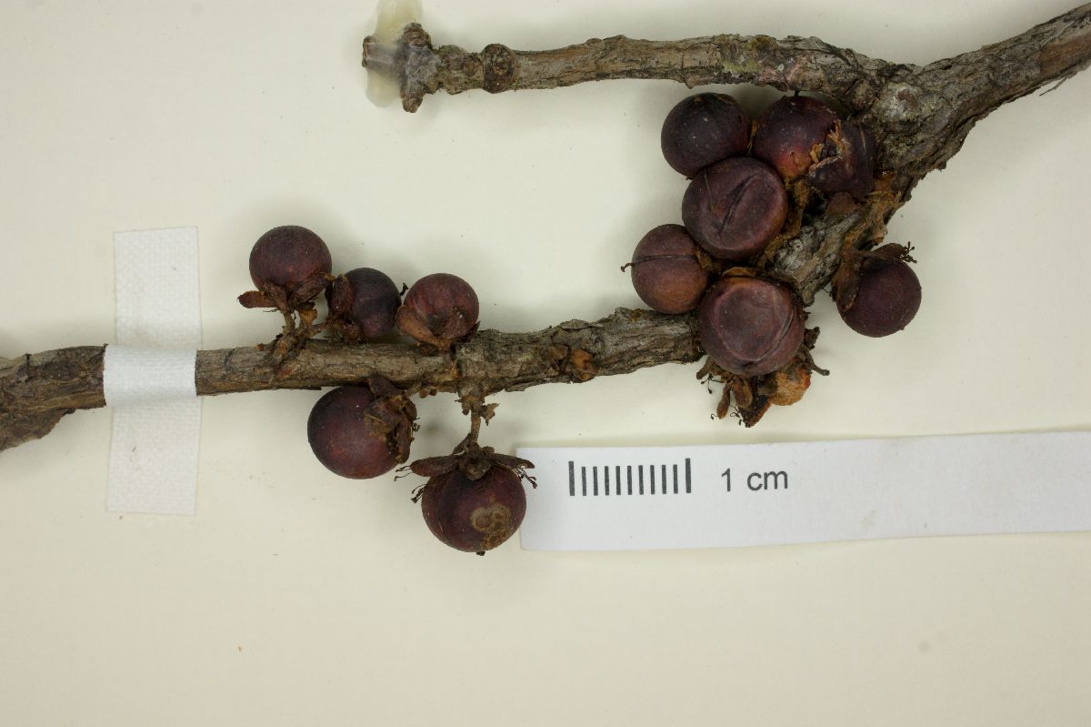 Doliocarpus glomeratus image