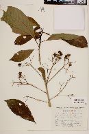 Saurauia kegeliana image