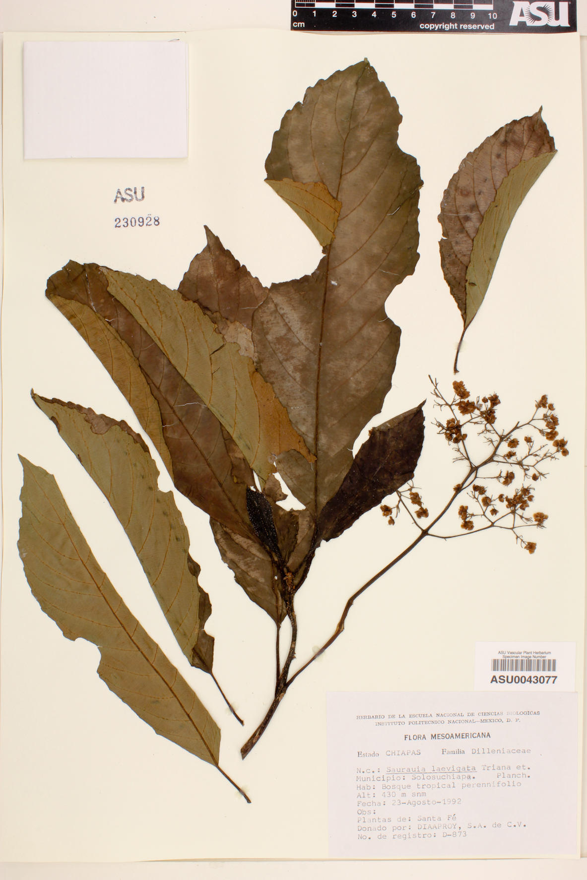 Saurauia laevigata image