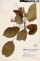 Saurauia yasicae image