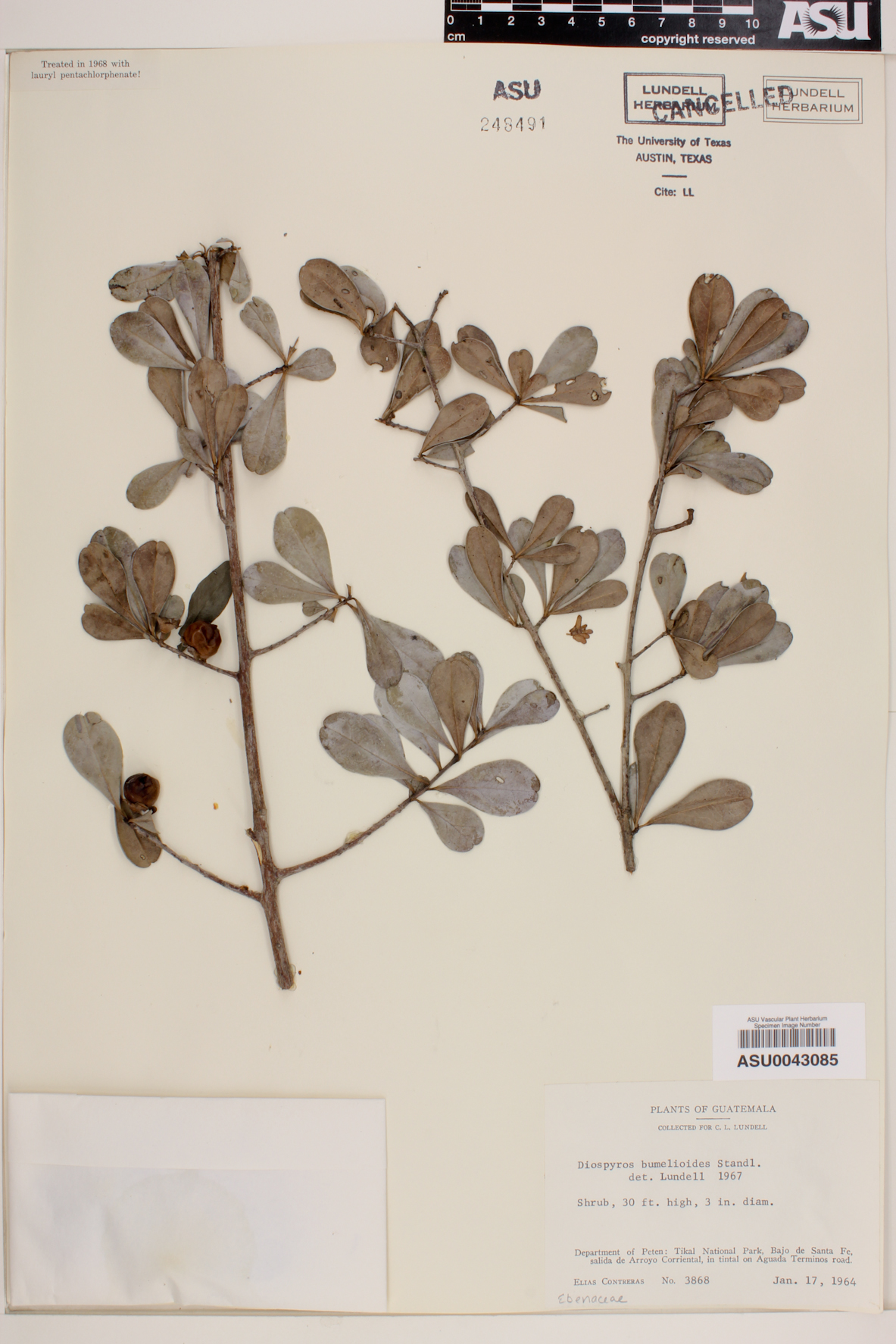 Diospyros bumelioides image