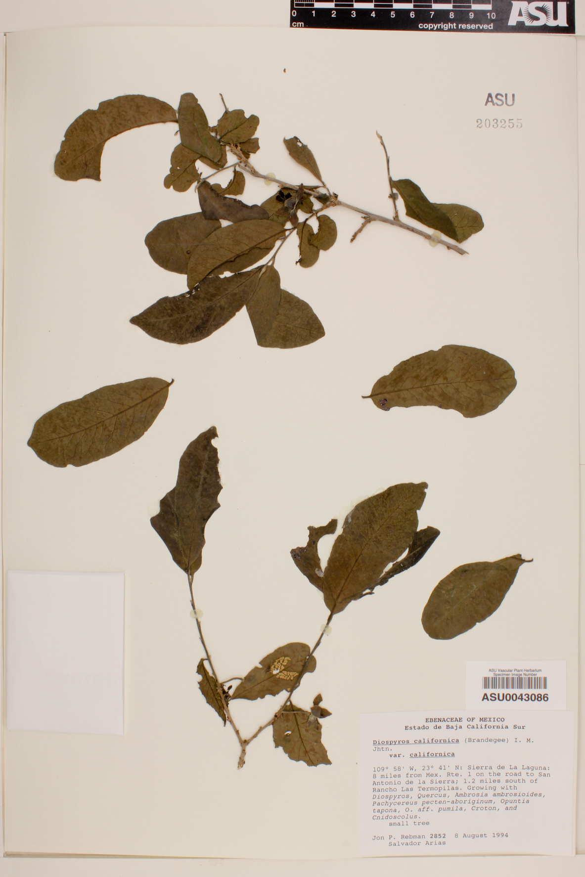 Diospyros californica image