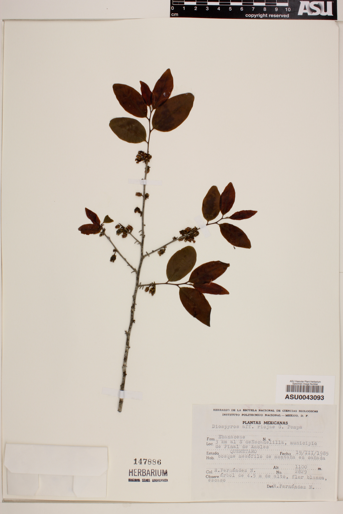 Diospyros riojae image