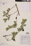 Diospyros xolocotzii image