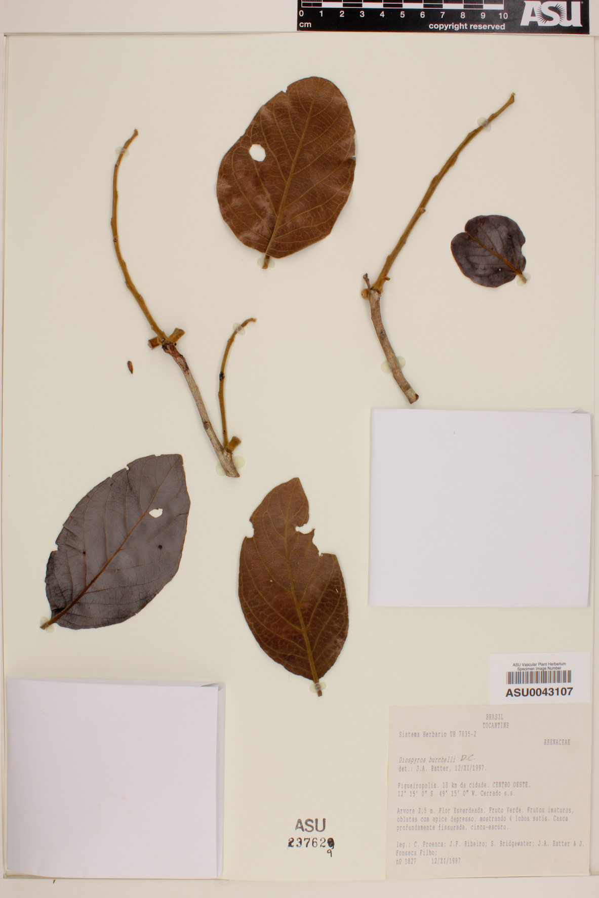 Diospyros burchellii image