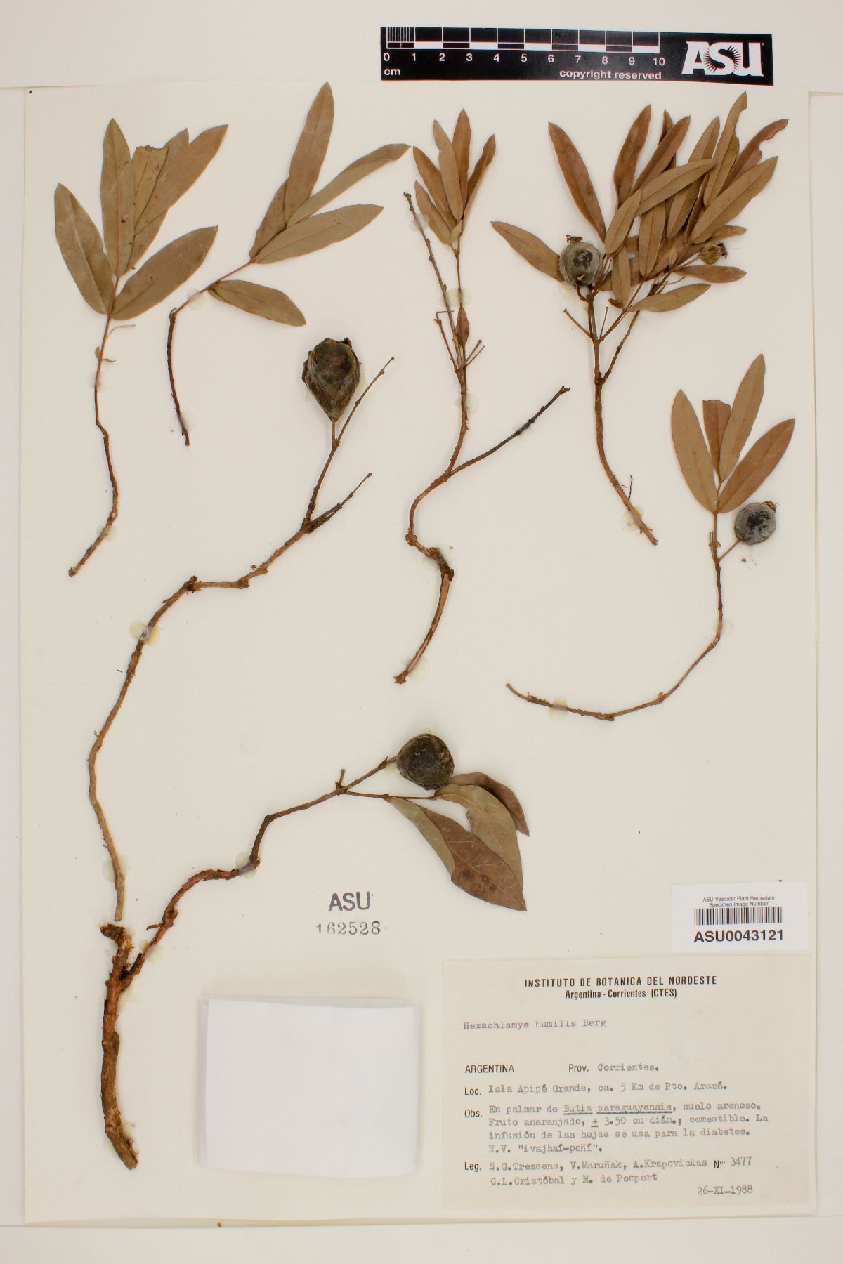 Eugenia anomala image