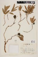 Media resource of Eugenia anomala