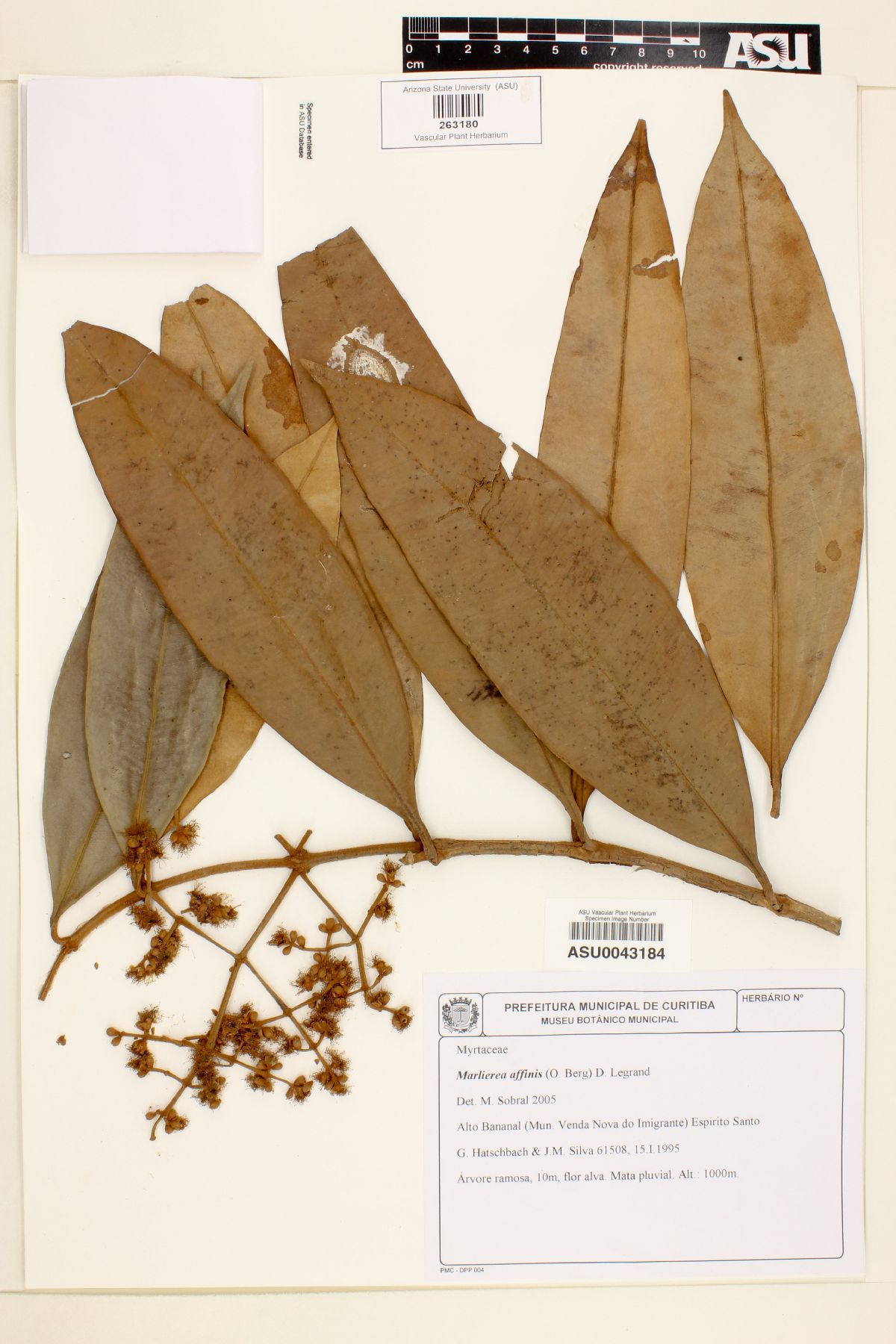 Marlierea affinis image