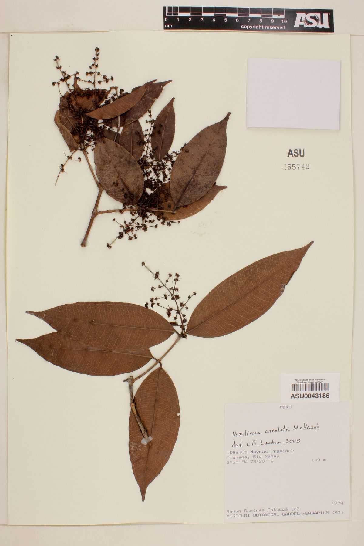 Marlierea areolata image