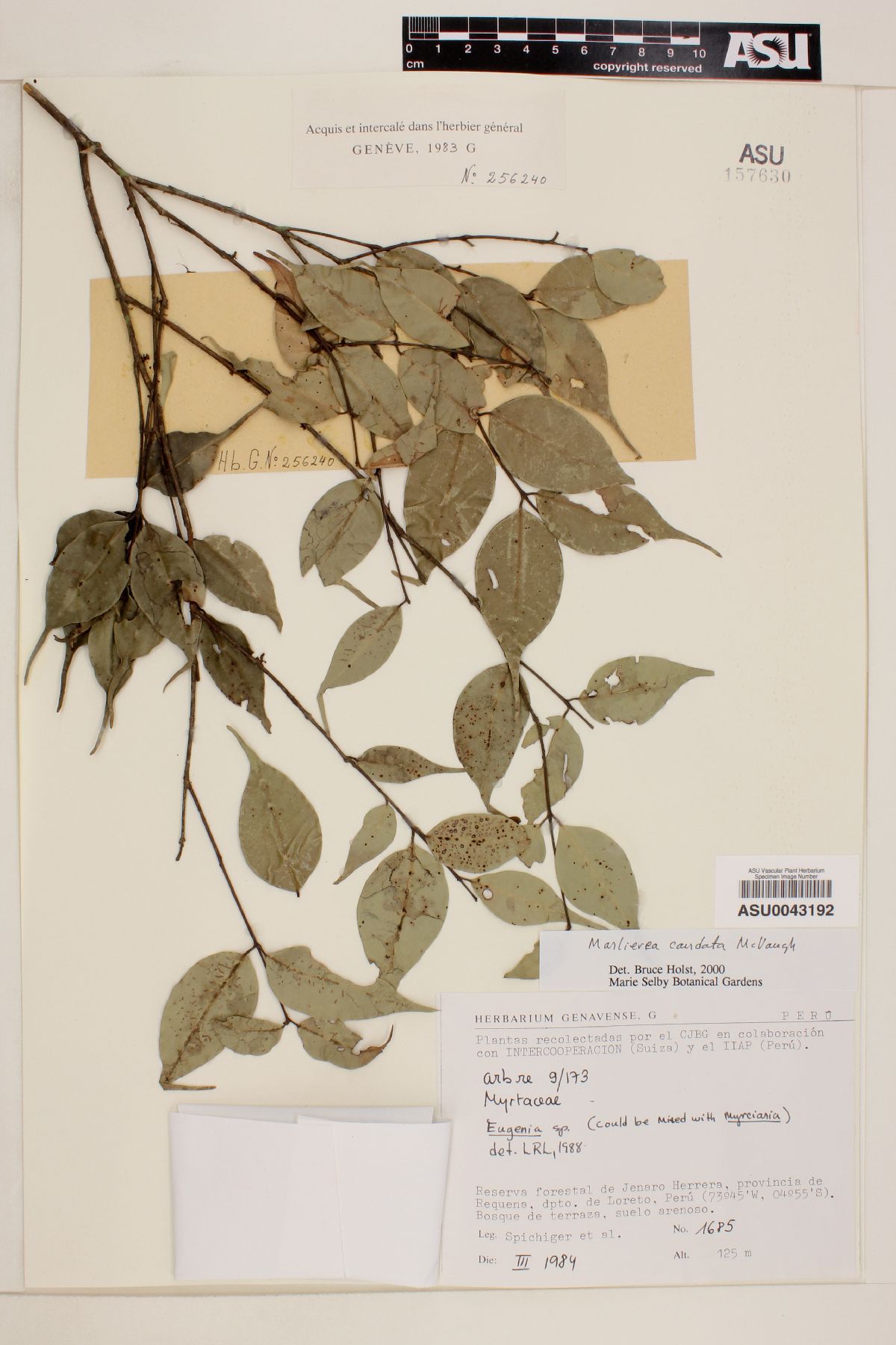 Marlierea caudata image