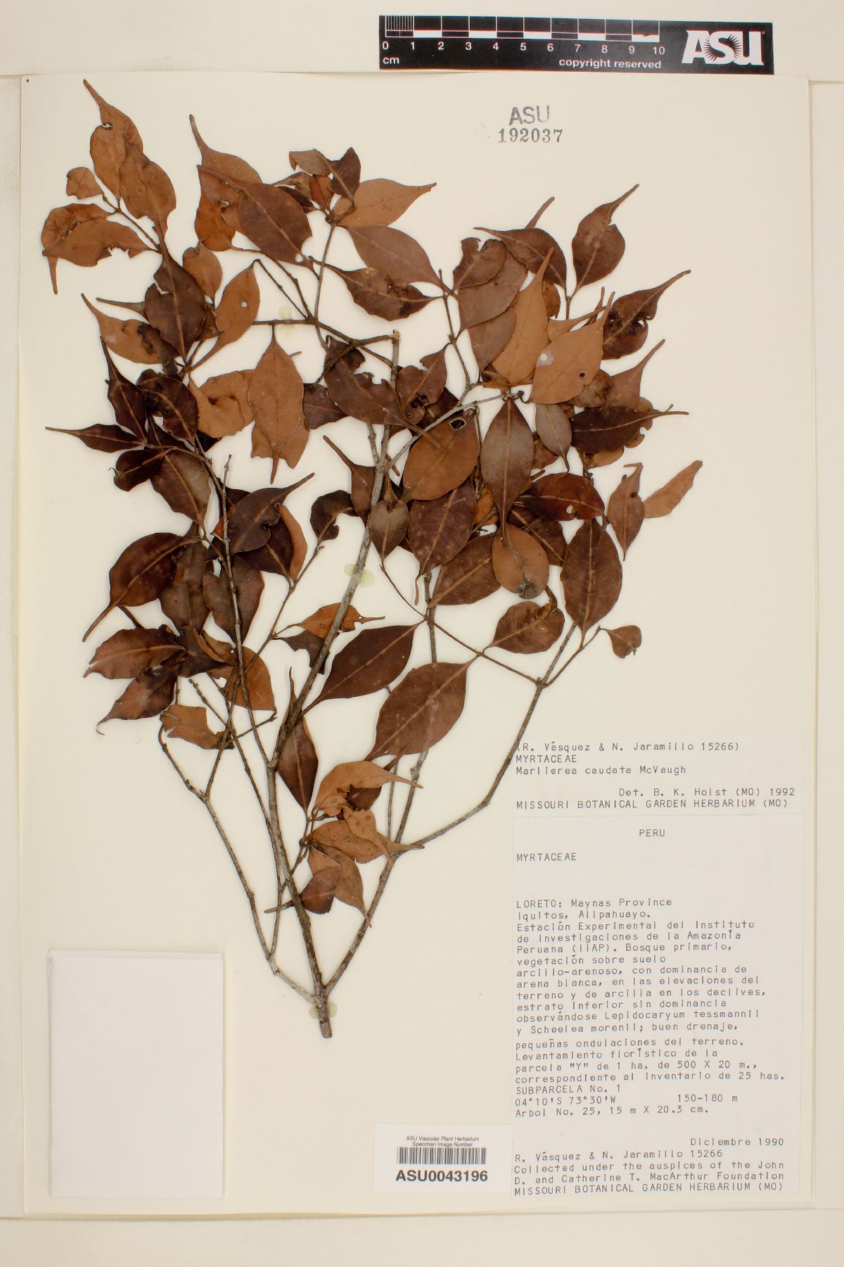 Marlierea caudata image