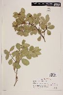 Myrceugenia correifolia image