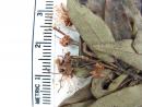 Myrceugenia fernandeziana image