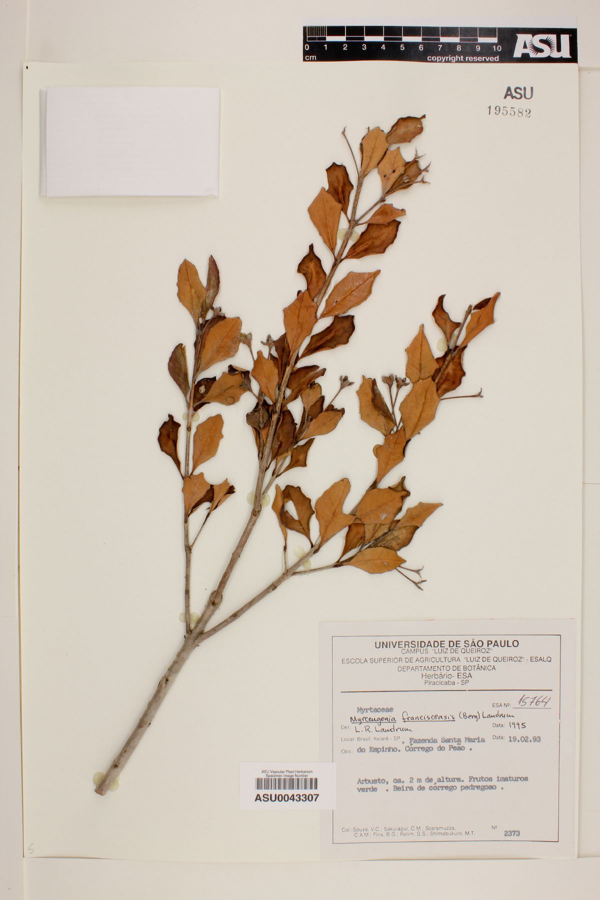 Myrceugenia franciscensis image