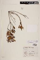 Myrceugenia longipedunculata image