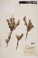 Myrceugenia lanceolata image