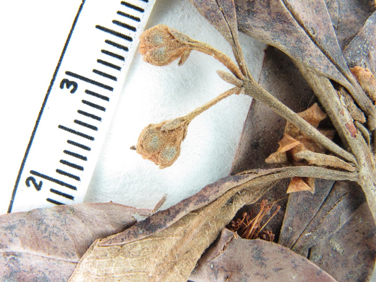 Myrceugenia myrcioides var. myrcioides image