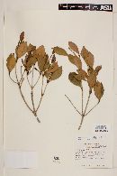 Myrceugenia ovalifolia image