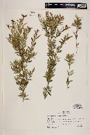 Myrceugenia parvifolia image