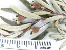 Image of Myrceugenia pinifolia