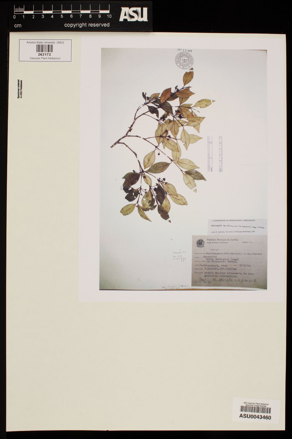Myrceugenia seriato-ramosa image