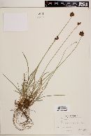 Carex ebenea image