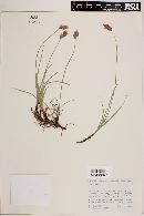 Carex praegracilis image