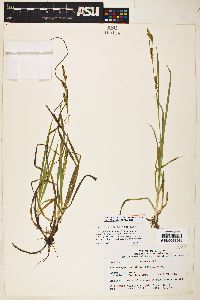 Carex arizonica image