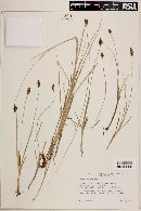 Carex simulata image