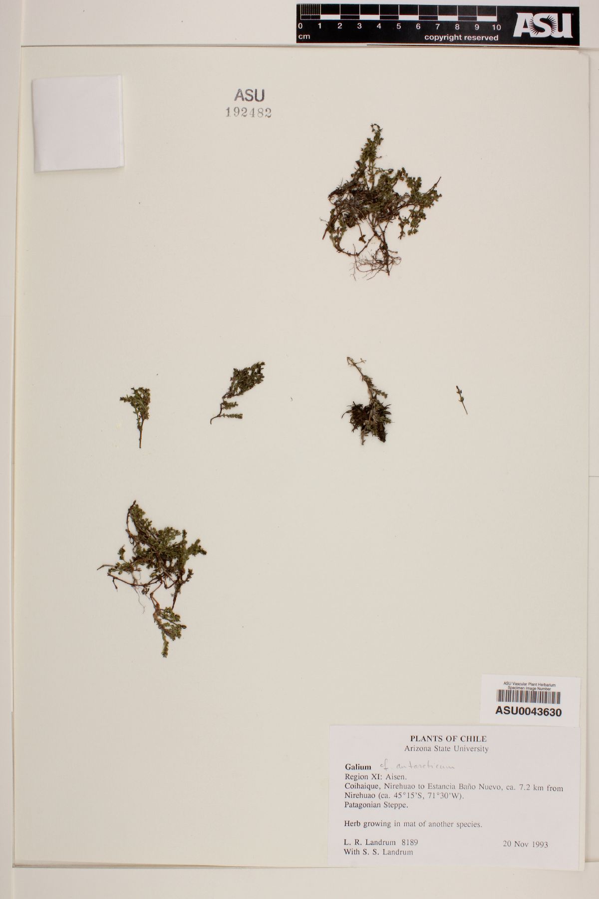 Galium antarcticum image