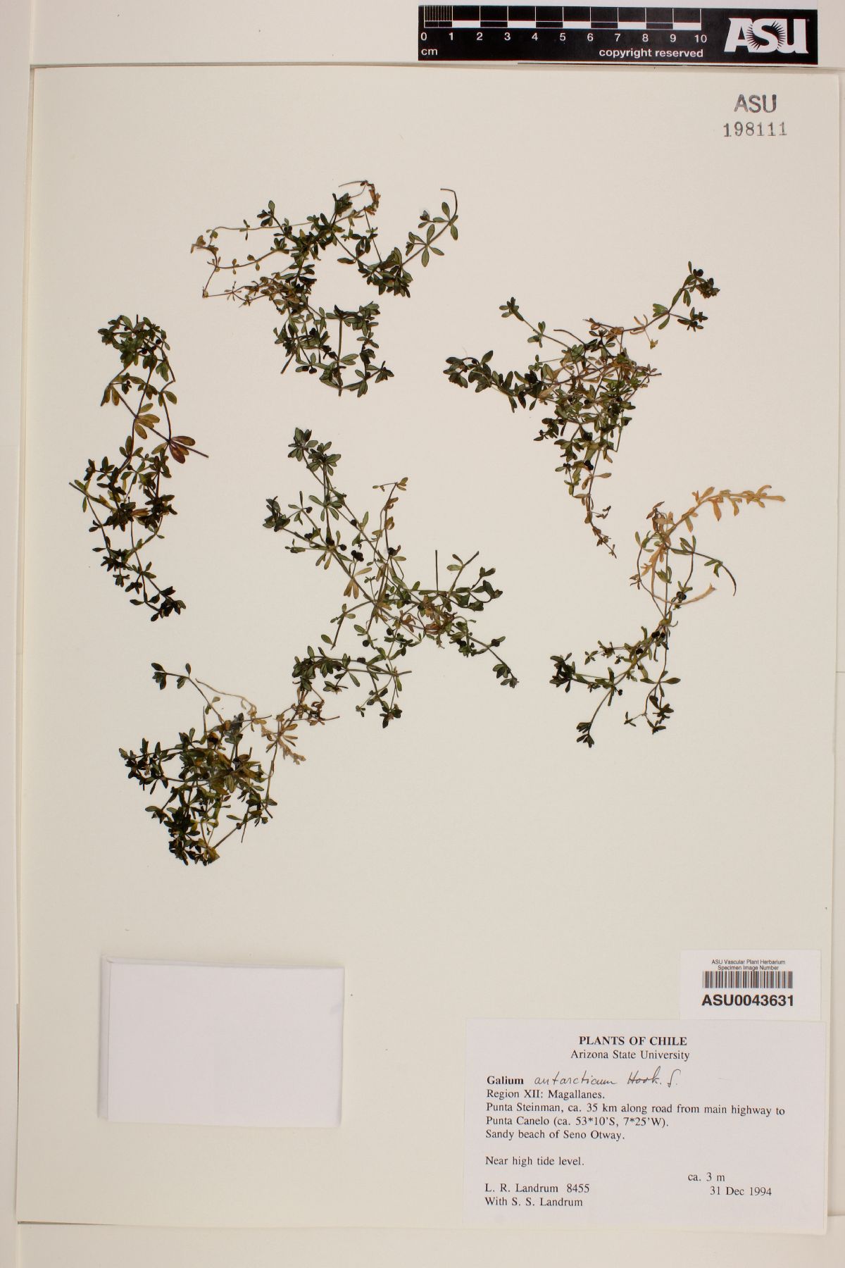 Galium antarcticum image