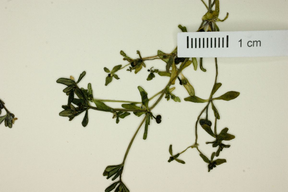 Galium antarcticum image