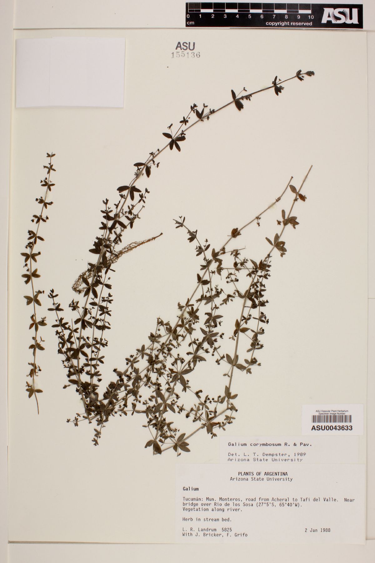 Galium corymbosum image