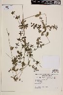 Galium hypocarpium image