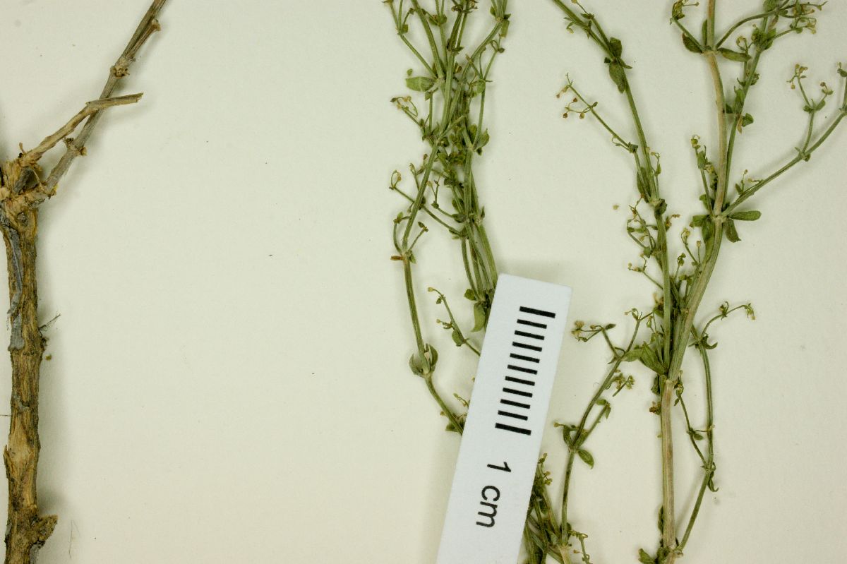 Galium philippianum image