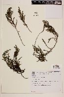 Galium sellowianum image
