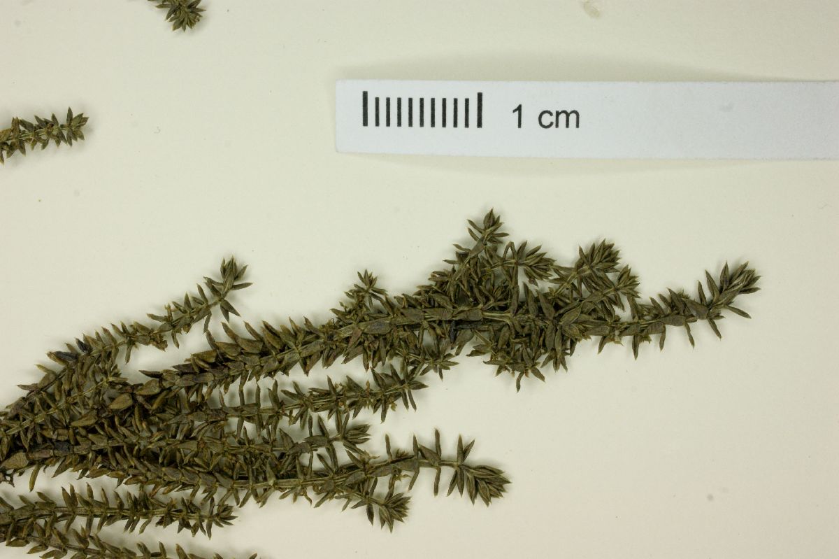 Galium sellowianum image